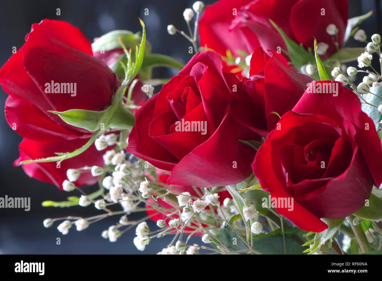 Bouquet of red roses and white Baby`s Breath. Stock Photo